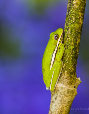 Green Tree Frog.jpg