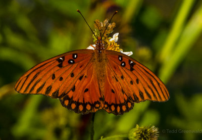 Gulf Fritillary.jpg