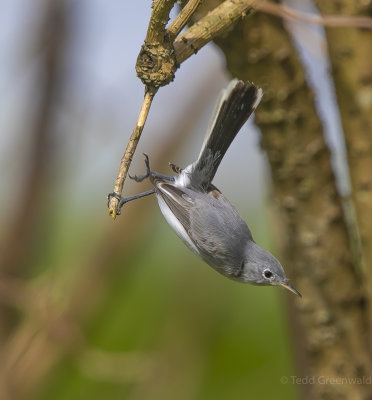 Lake City Wetlands birds-3.jpg