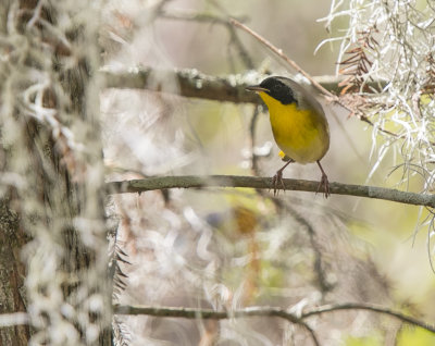 Lake City Wetlands birds.jpg