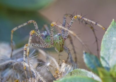 Mom Lynx Spider-2.jpg