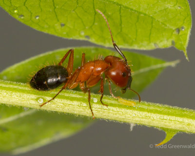 _MGL6740Carpenter ant 3.jpg