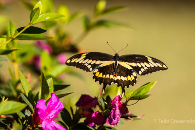 Giant Swallowtail 5.jpg
