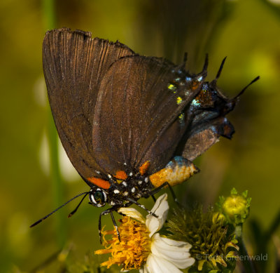 Great Purple Hairstreak!.jpg