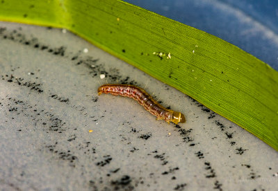 Homaledra Skeltonizer Moth larvae.jpg