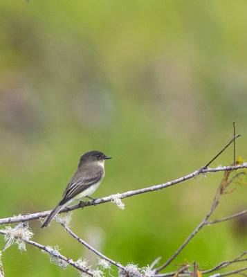 Lake City Wetlands birds-2.jpg