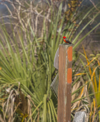 Vermillion Perched on Florida Trail Sign.jpg