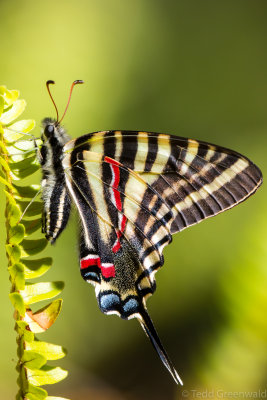 Zebra Swallowtail 1
