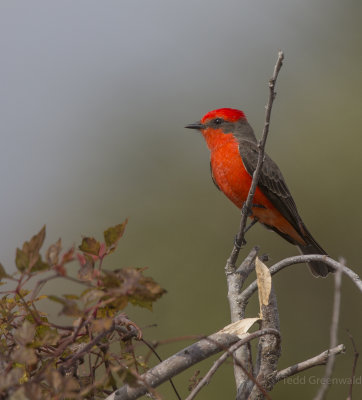 vermillion flycatcher st. Marks.jpg