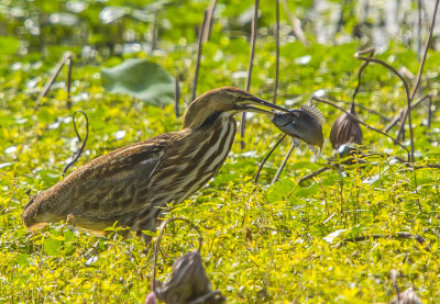 Bittern with fish lunch.jpg