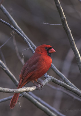 Cardinal at Andy Kratters.jpg