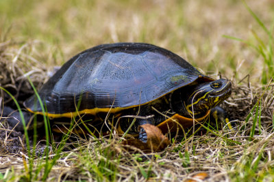 Chicken Turtle Alligator Lake-2.jpg