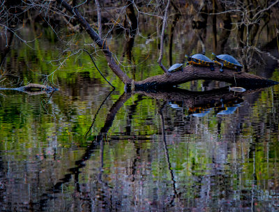 Florida Cooters High Springs.jpg