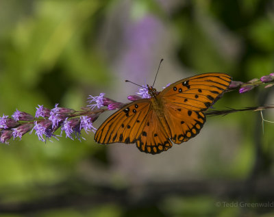 Fritillary on Star Flowers-3.jpg