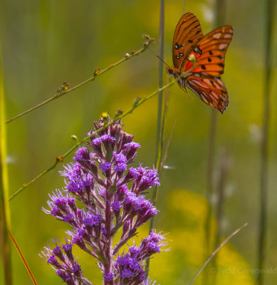 Fritillary on Star Flowers.jpg