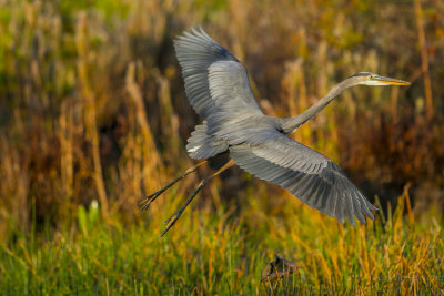 GBH Sweetwater take off.jpg