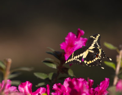 Giant Swallowtails High Springs-9.jpg