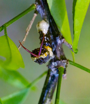 Giant Swallowtails larvae High Springs-2.jpg
