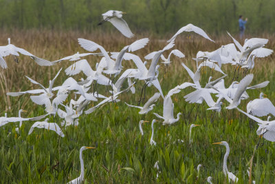 Great Egrets at Sweetwater.jpg