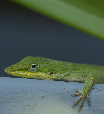 Green Anole Home.jpg