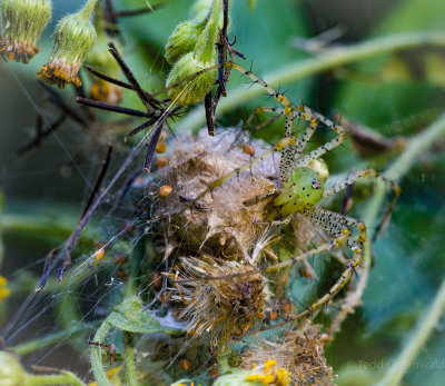 Green Lynx Spider with babies.jpg