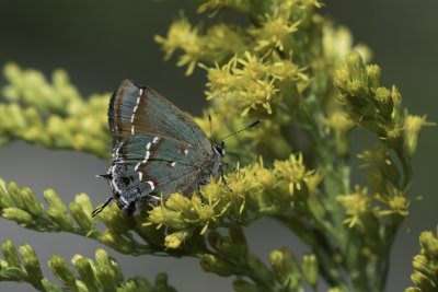 Hairstreak3.jpg