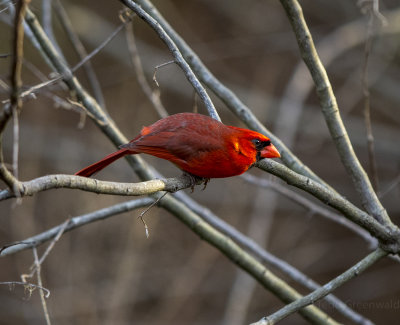 Male Cardinal Alligator Lake.jpg