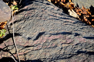 CORNWALL 2016-11-13 786 rare purple.JPG