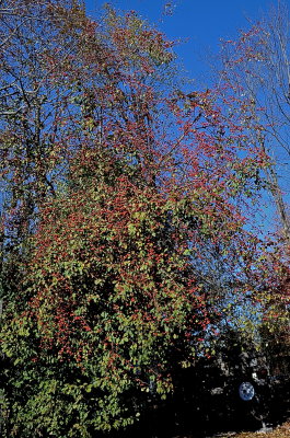 BRANDON 2015-10-19 4355.jpg