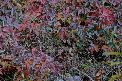 BRANDON 2015-10-31 4924.JPG