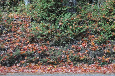 BRANDON 2016-10-15 85.JPG