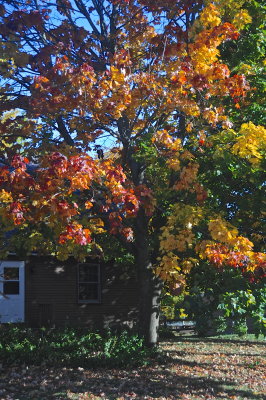 ABLAZE--FOLIAGE--CLOSER VIEWS