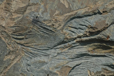SHELBURNE 2015-7-13 395striation+.JPG