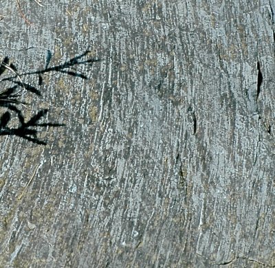 striation MIDD 2915-7-29+31 335sel .tiff