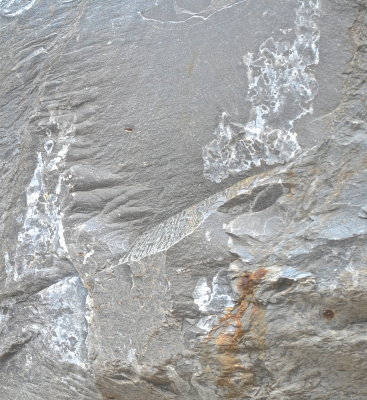 CARRARA 2016-7-24 528 geol.JPG