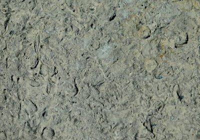 MIDD 2015-7-2122 325 geol-fossils?.JPG