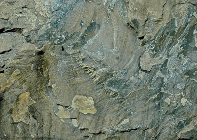 NEW HAVEN 2015-5-5 189geol+.jpg