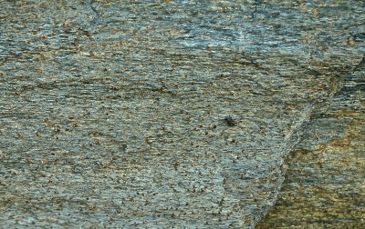 TUNBRIDGE 2008-6 242geol-garnet schist.jpg
