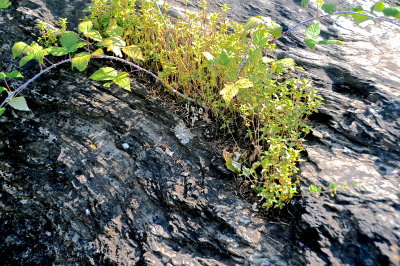 RIPTON 2015-8-2829 101on-growth+.JPG