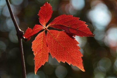 Autumn Symphony