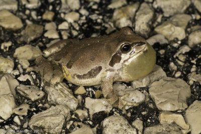 Pseudacris streckeriStrecker's Chorus Frog