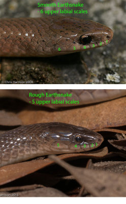 Smooth vs. Rough Earthsnake