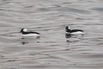 Buffleheads