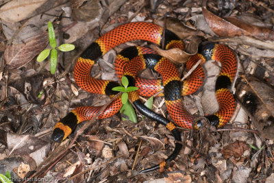 Micrurus diastemaVariable Coralsnake