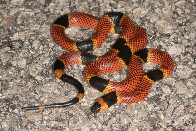 Micrurus diastemaVariable Coralsnake