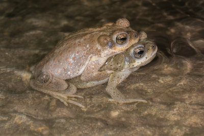 Anaxyrus punctatusRed-spotted Toad
