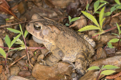 Anaxyrus americanus charlessmithiDwarf American Toad