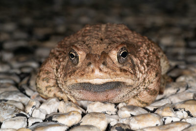 Anaxyrus woodhousiiWoodhouse's Toad