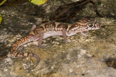 Coleonyx elegansYucatan Banded Gecko