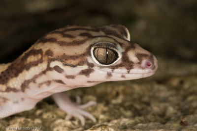 Coleonyx elegansYucatan Banded Gecko